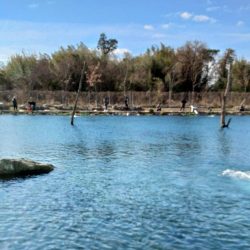 人がいっぱい魚もいっぱい ～高島の泉～